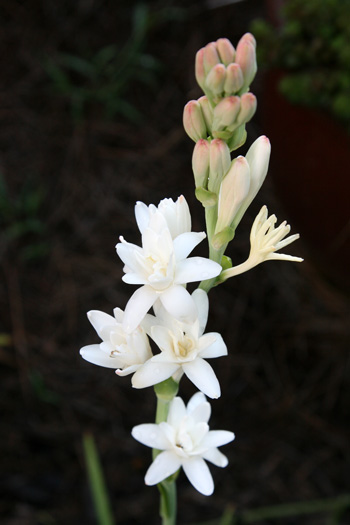 Polianthes Tuberosa